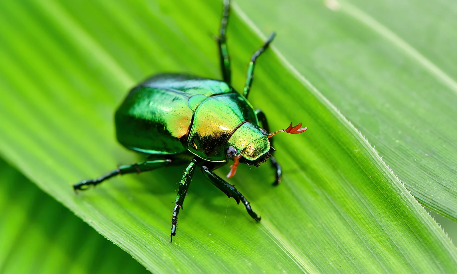 コガネムシ 写真